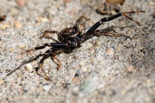 Réf. 341 536 : Xysticus sp.
